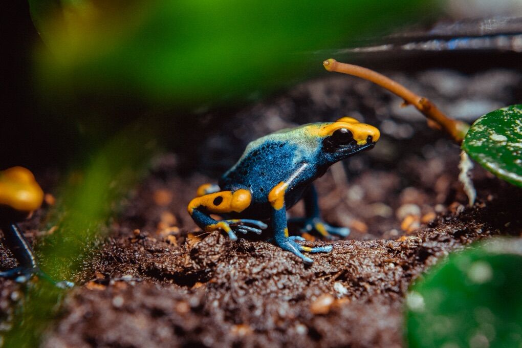 Tadpoles! Peacock Poison Dart Frogs