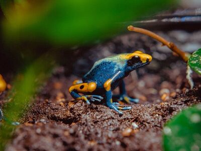 Tadpoles! Peacock Poison Dart Frogs