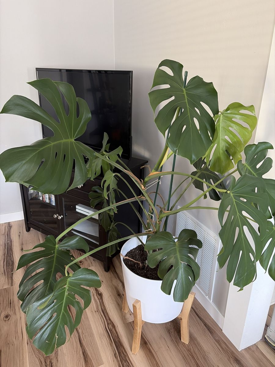 Monstera