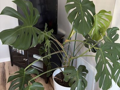 Monstera