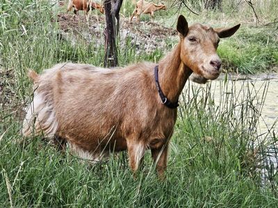 Guernsey Doe-papered