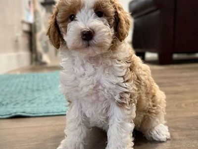 Mini Goldendoodle Puppies- 8 weeks old