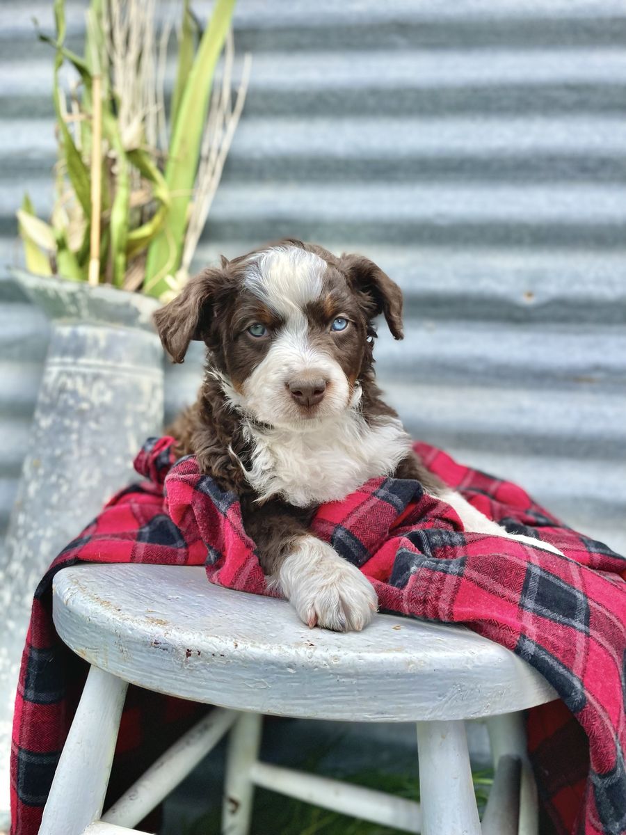 Australian Bernedoodle : Aussie Doodle