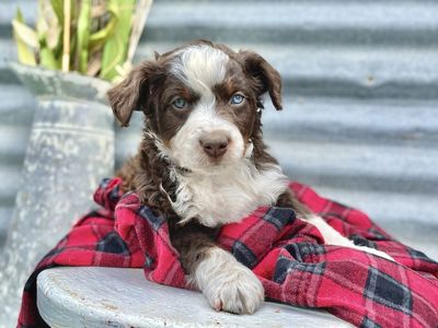Australian Bernedoodle : Aussie Doodle