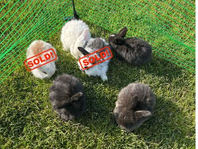 Mini holland lop bunnie