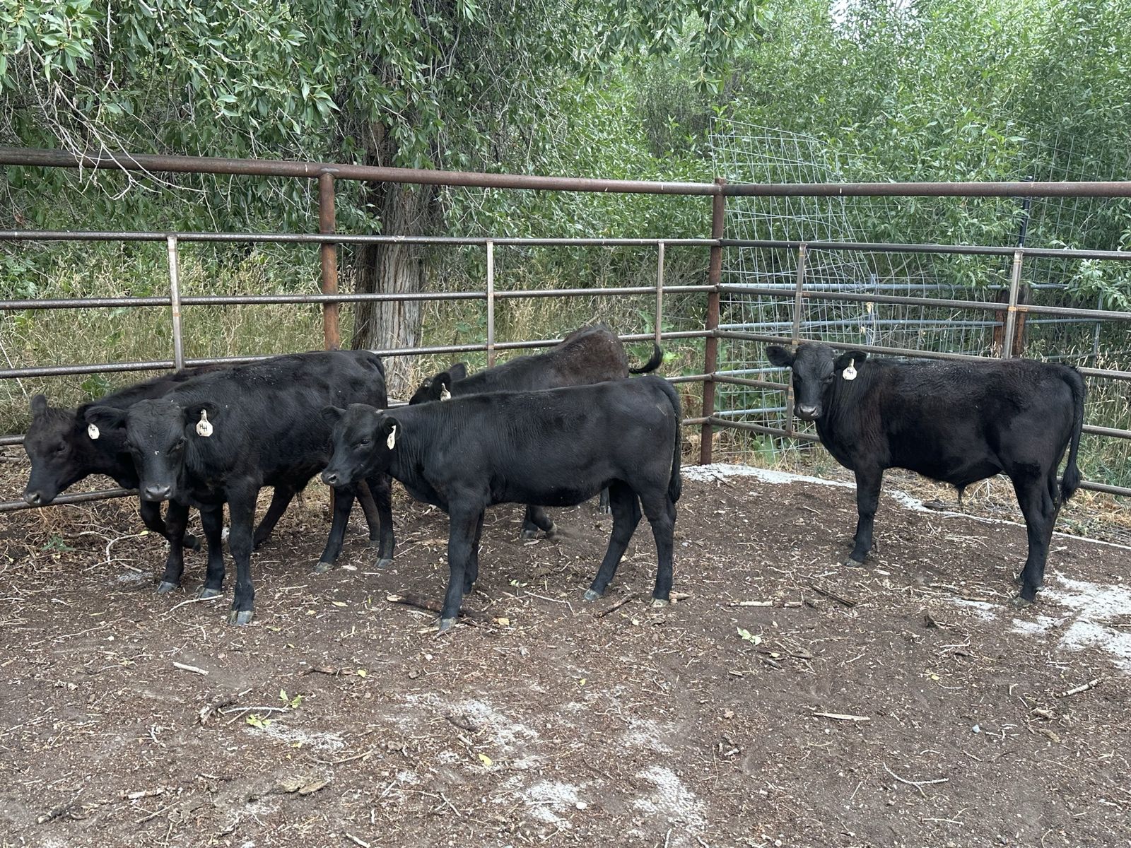 Beef Calves
