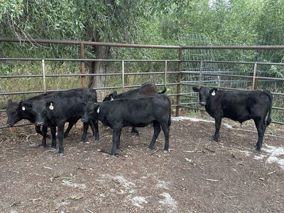 Beef Calves