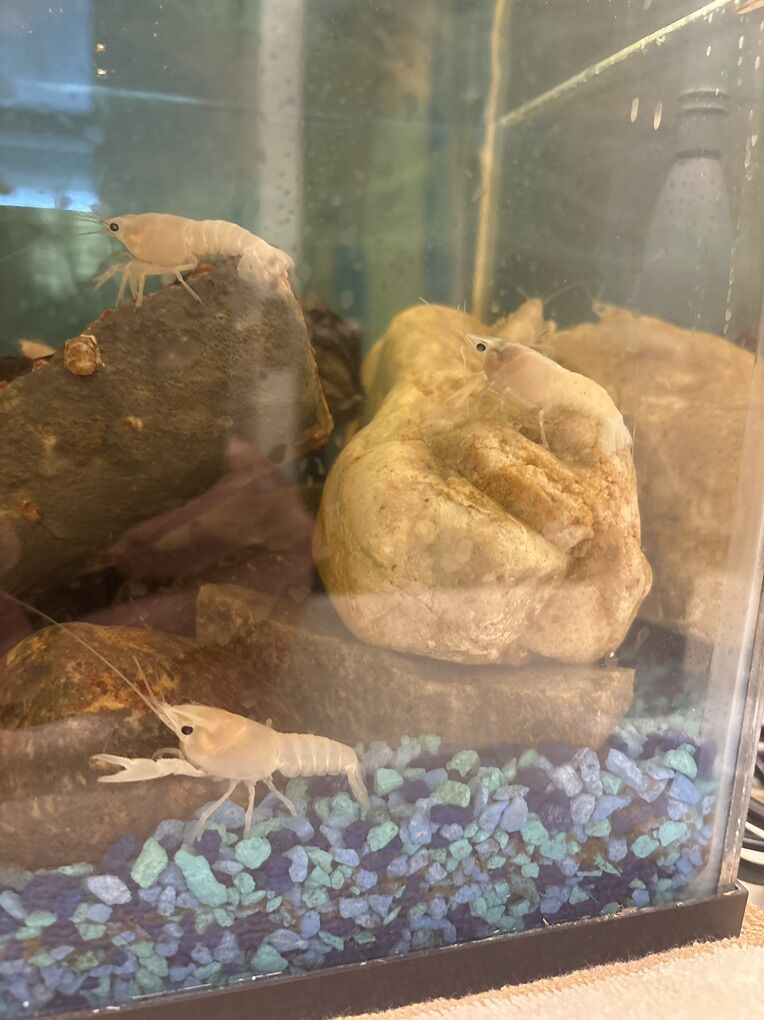 Vanilla Lobsters For Sale