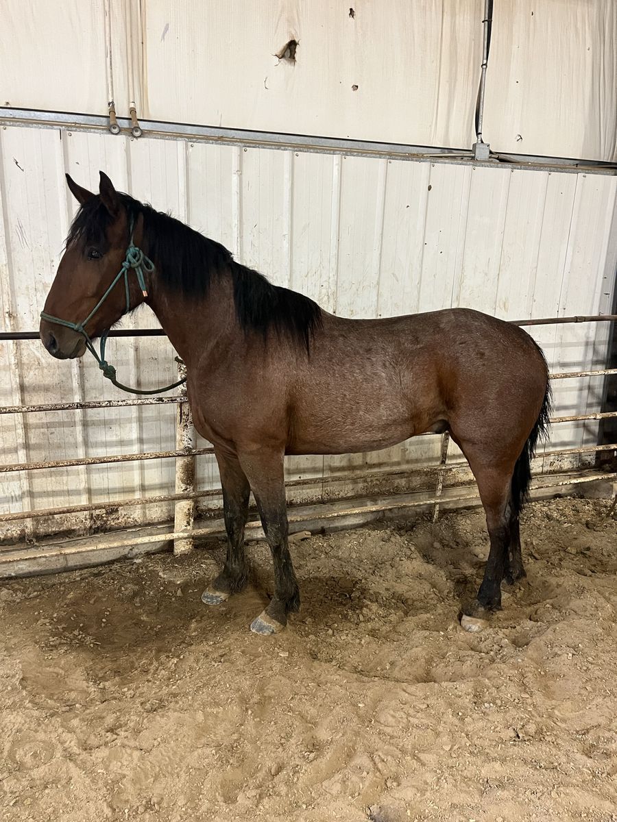 Three year old gelding