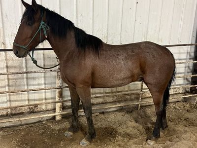 Three year old gelding
