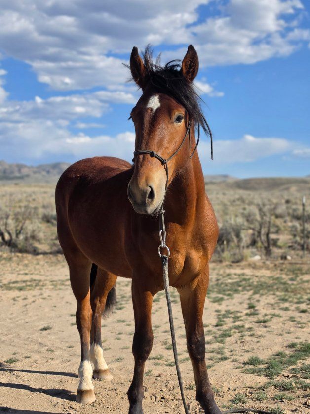 2yr Mustang Gelding