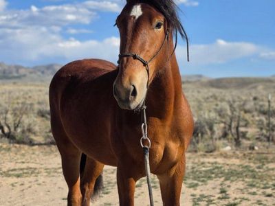 2yr Mustang Gelding