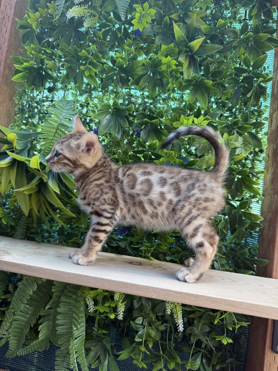 10 week Old Bengal