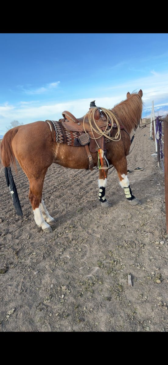 Kids Horse