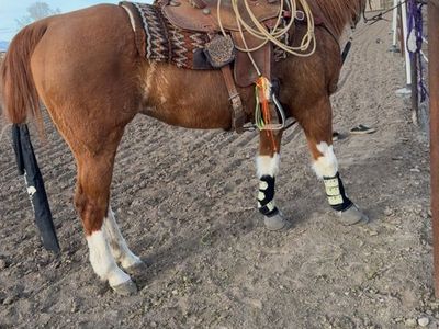 Kids Horse