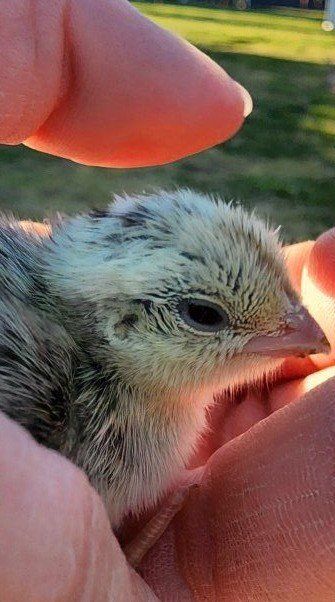 Chicks - Snowflake Quail