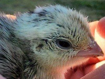 Chicks - Snowflake Quail