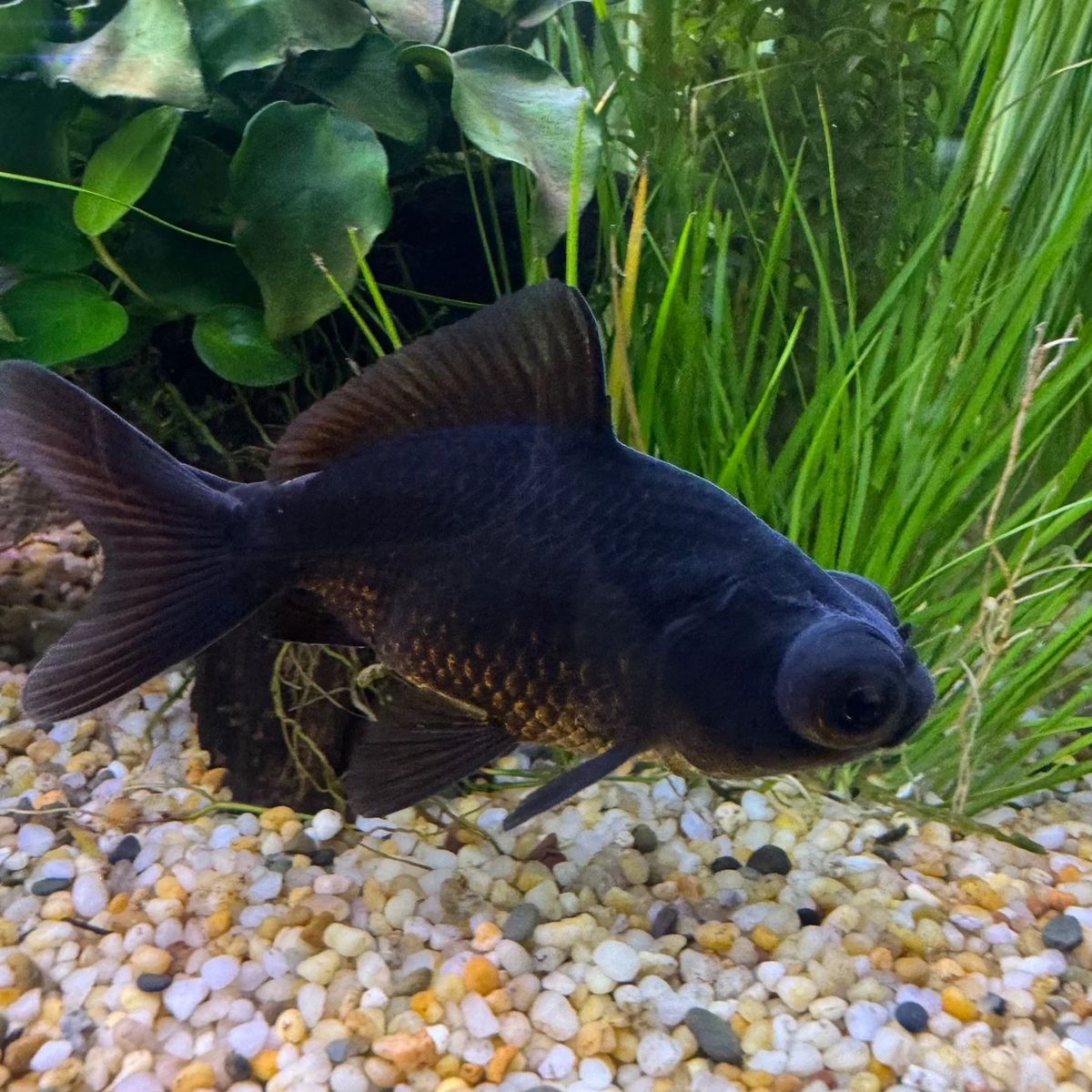 Two Black Moore Goldfish
