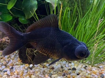 Two Black Moore Goldfish