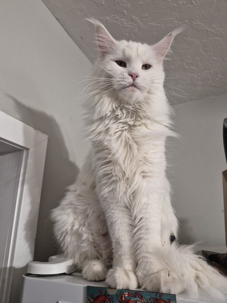 Future European Maine Coon Kittens
