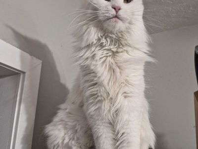 Future European Maine Coon Kittens