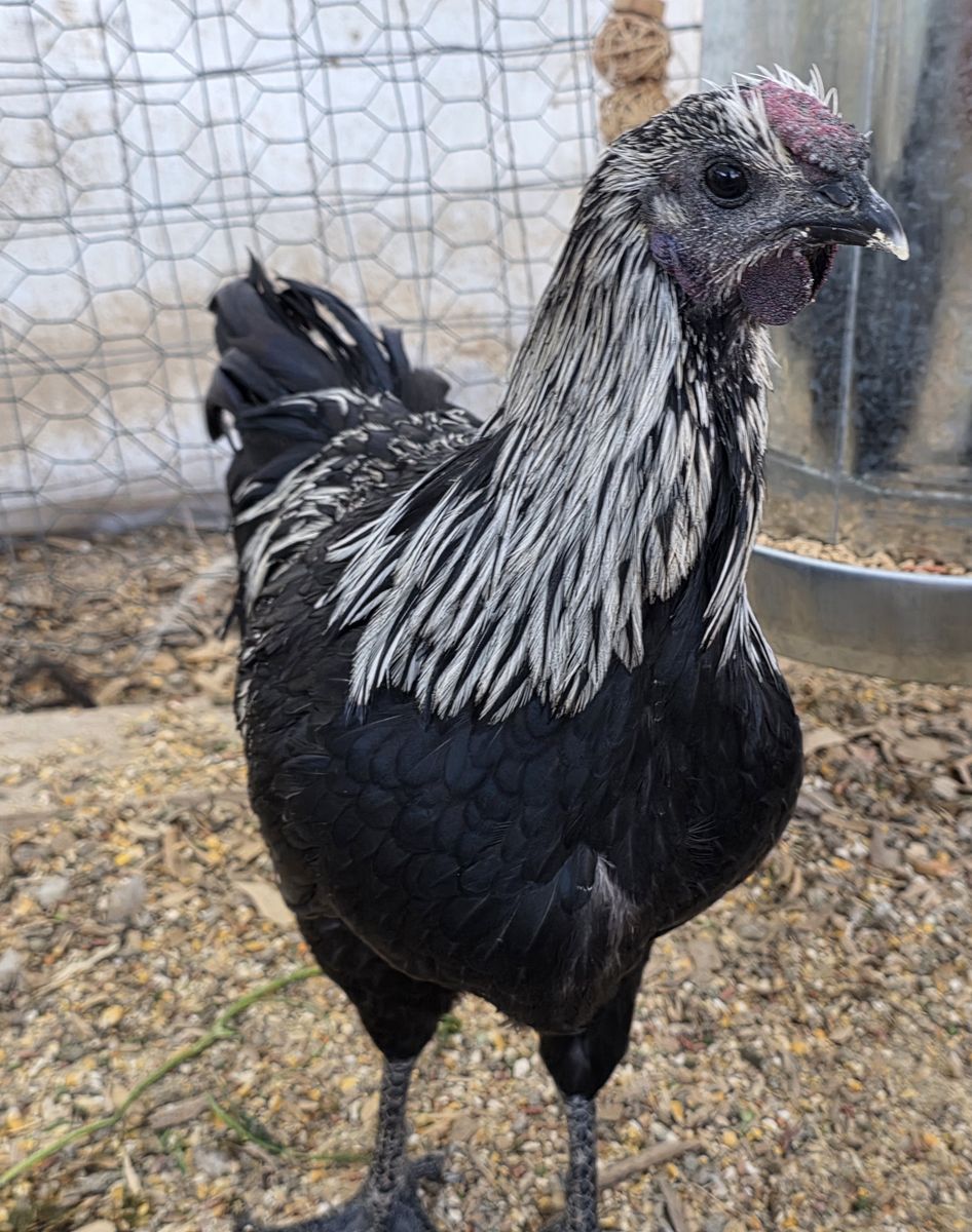 Gorgeous Ayam Cemani mix Rooster