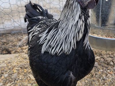 Gorgeous Ayam Cemani mix Rooster