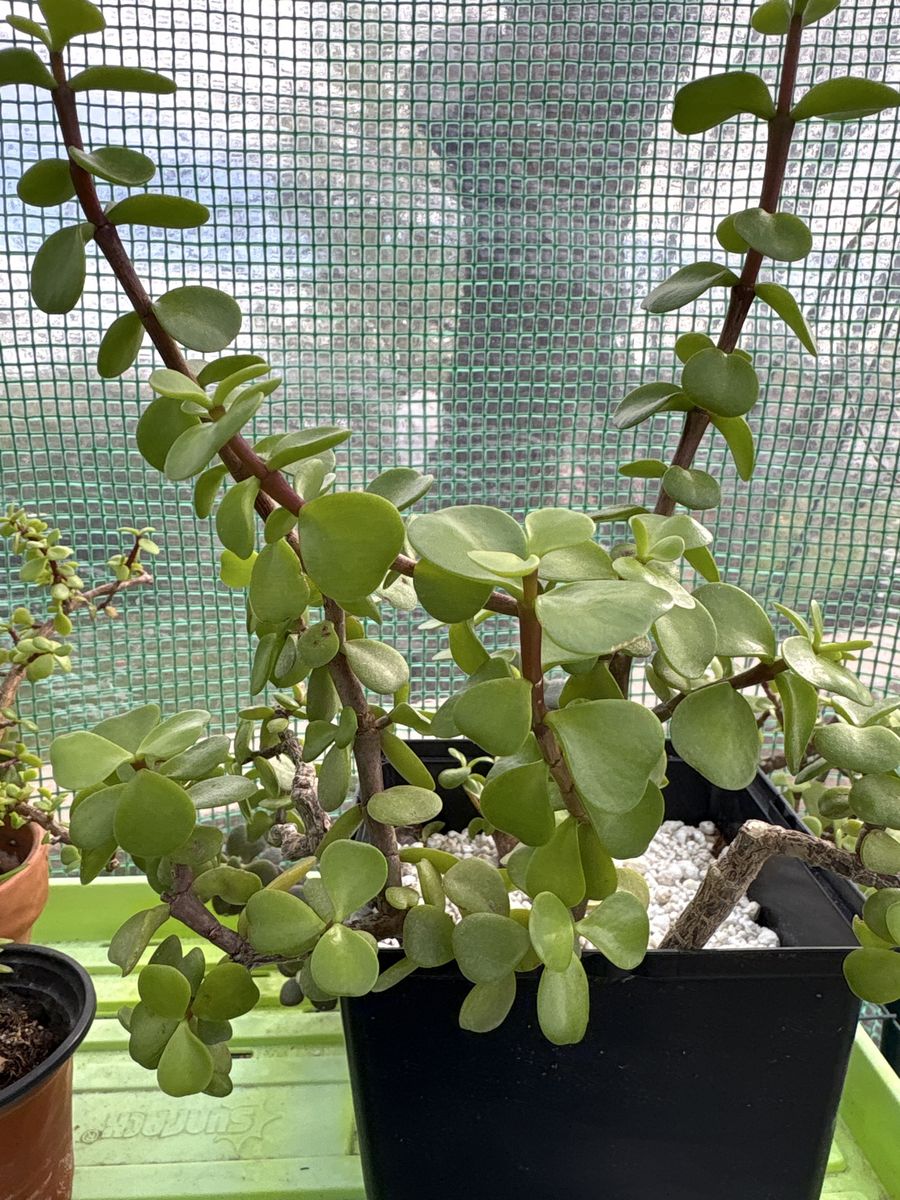 Well-rooted Mini Jade (P. afra) cuttings