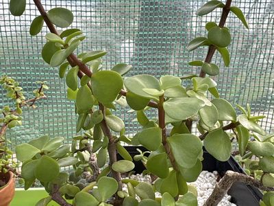 Well-rooted Mini Jade (P. afra) cuttings