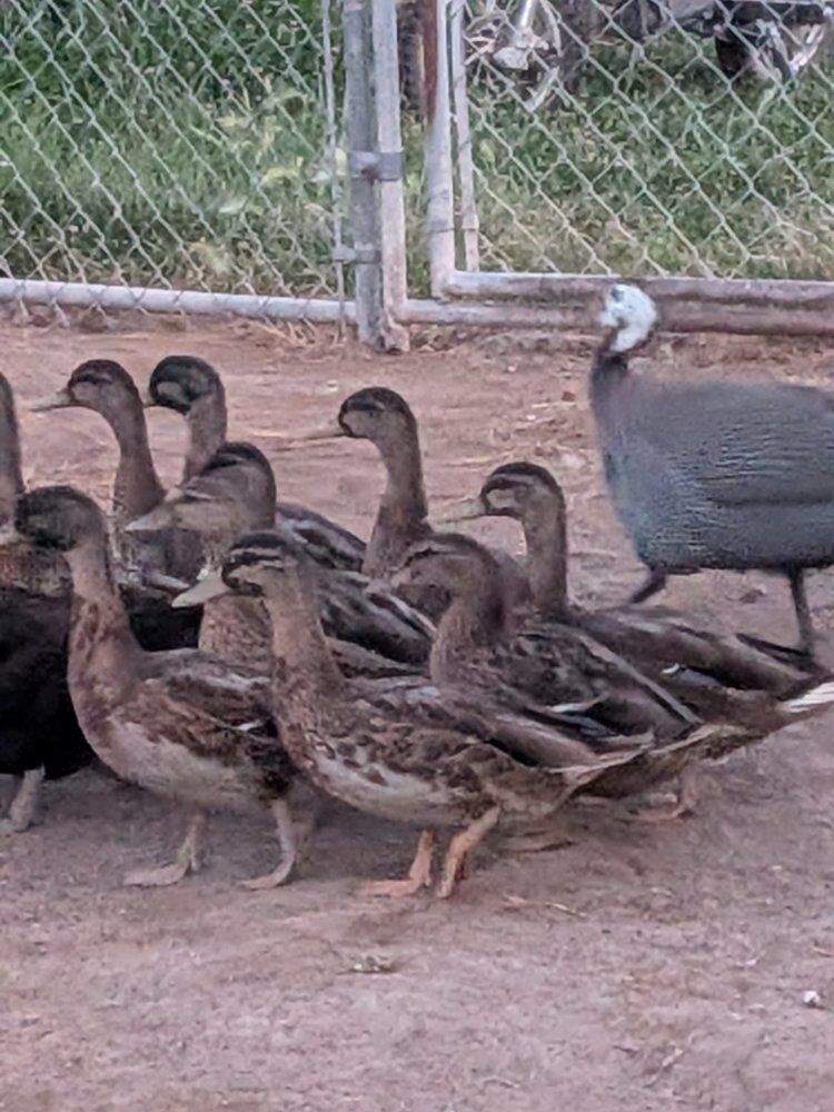 Mallard ducks