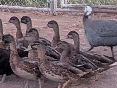 Mallard ducks