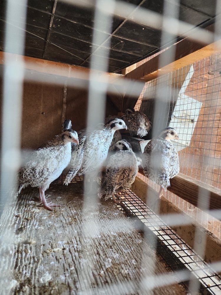 Snowflake Bobwhite Quail - Pen ready