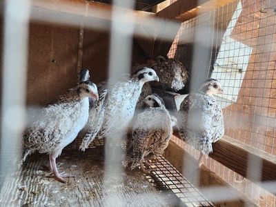 Snowflake Bobwhite Quail - Pen ready