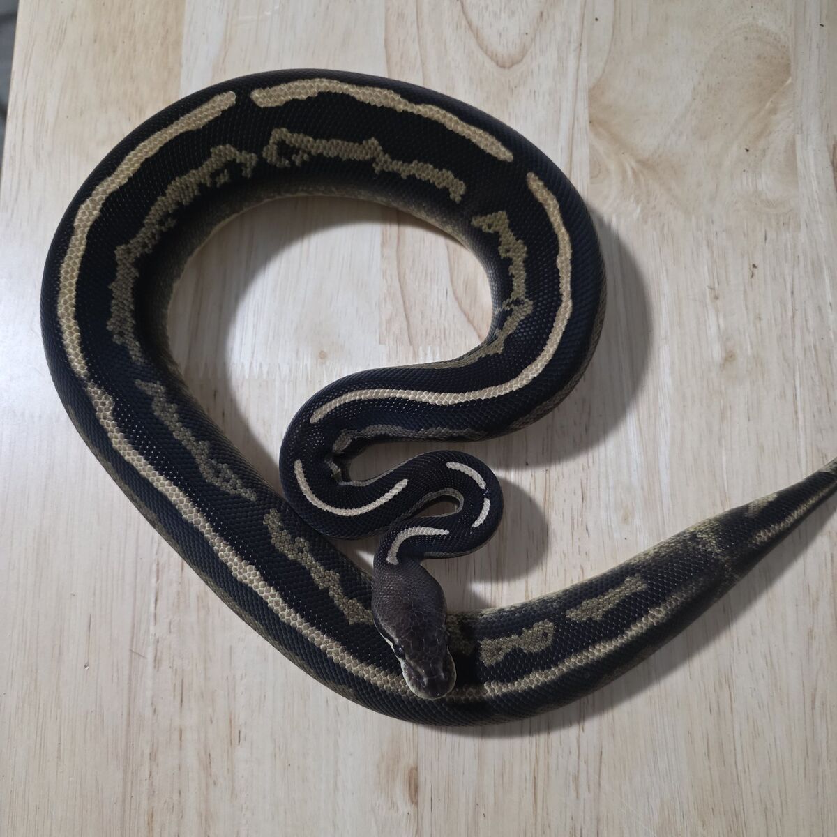 ball python