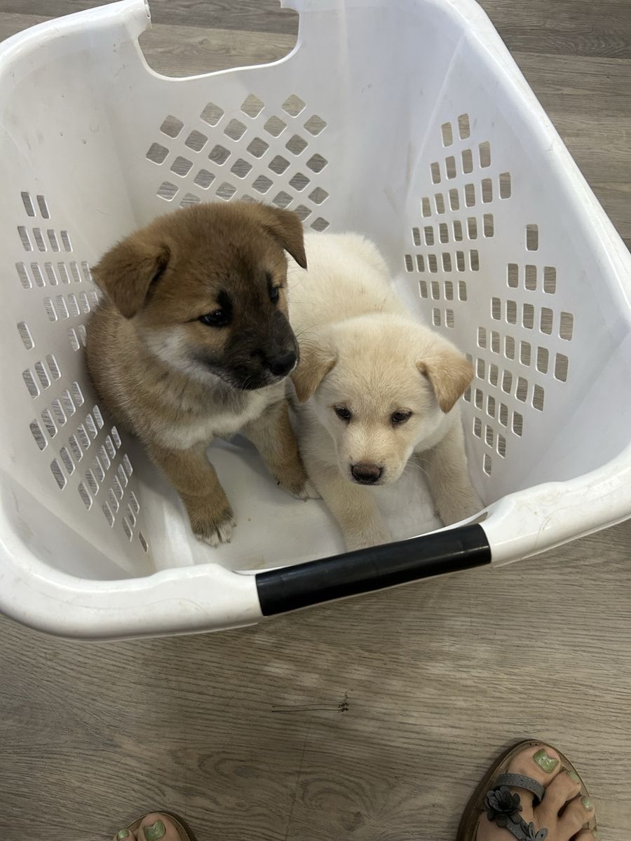 Shiba Inu, Akita puppies.  Shakira’s