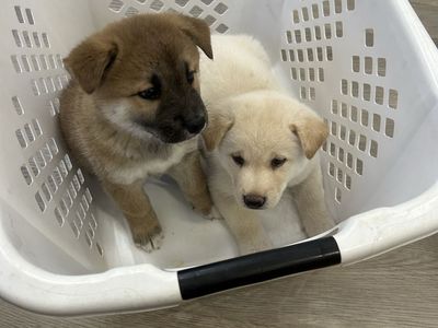 Shiba Inu, Akita puppies. Shakira’s