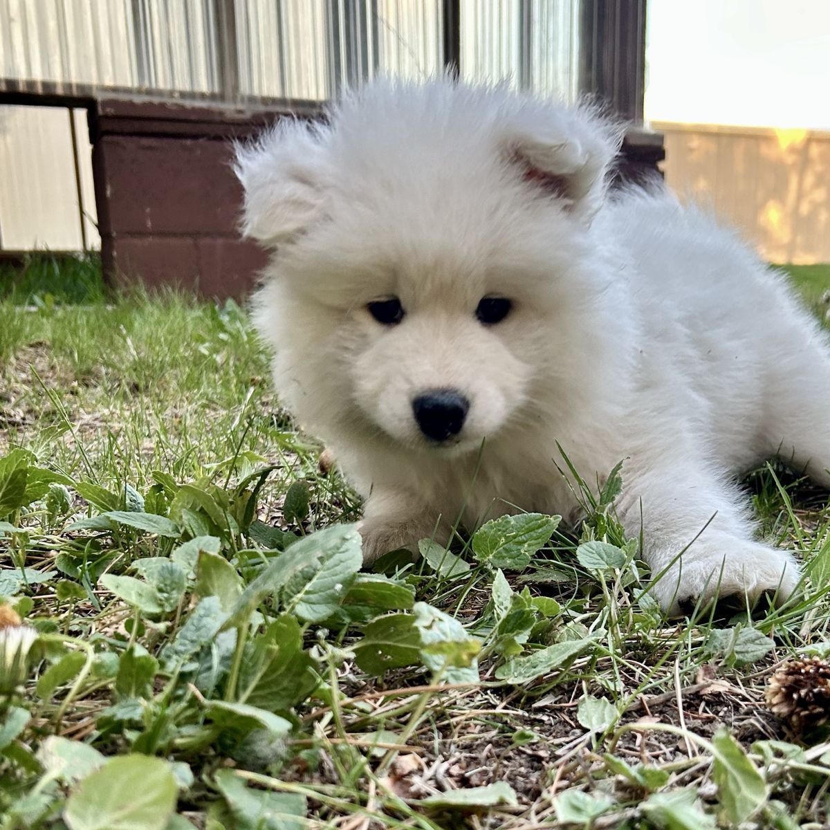 AKC Samoyed Puppies
