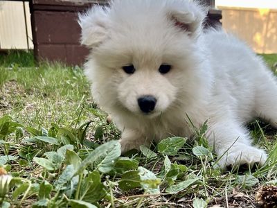 AKC Samoyed Puppies