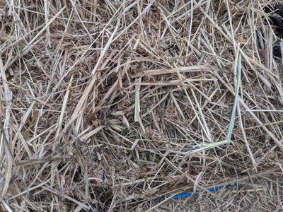 Hay for sale