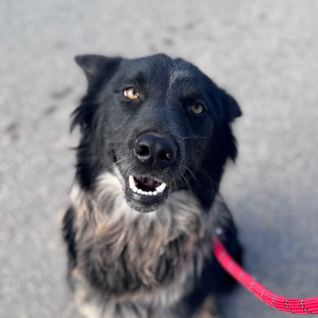 Hello my name is Pong