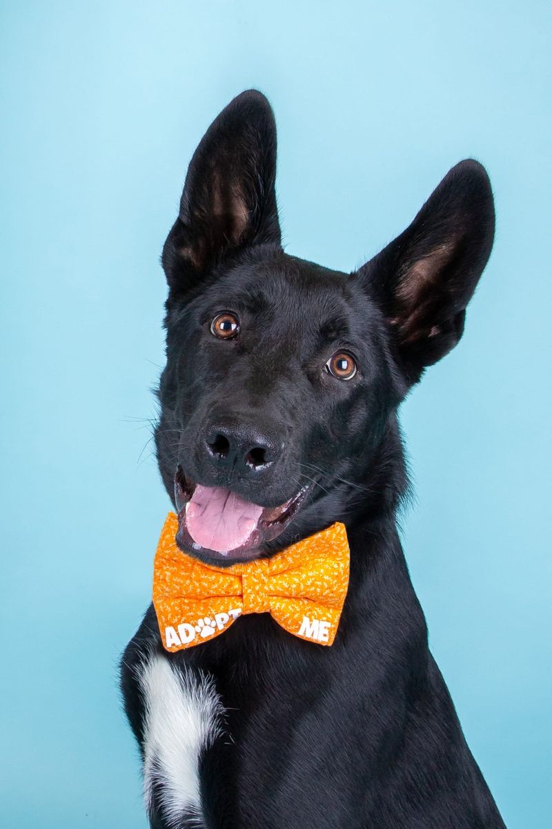 Adopt Summit!
