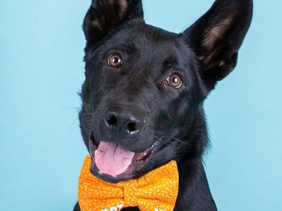 Adopt Summit!