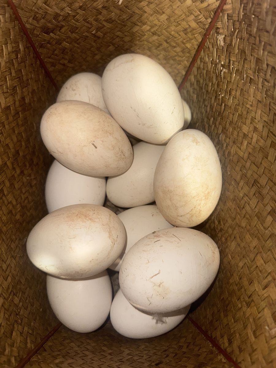 Goose Eggs