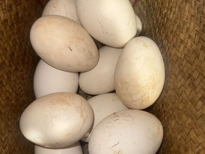 Goose Eggs