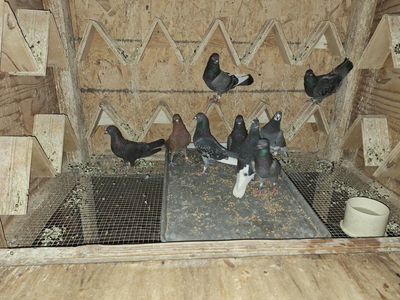 Banded Pigeons / Homing Birds