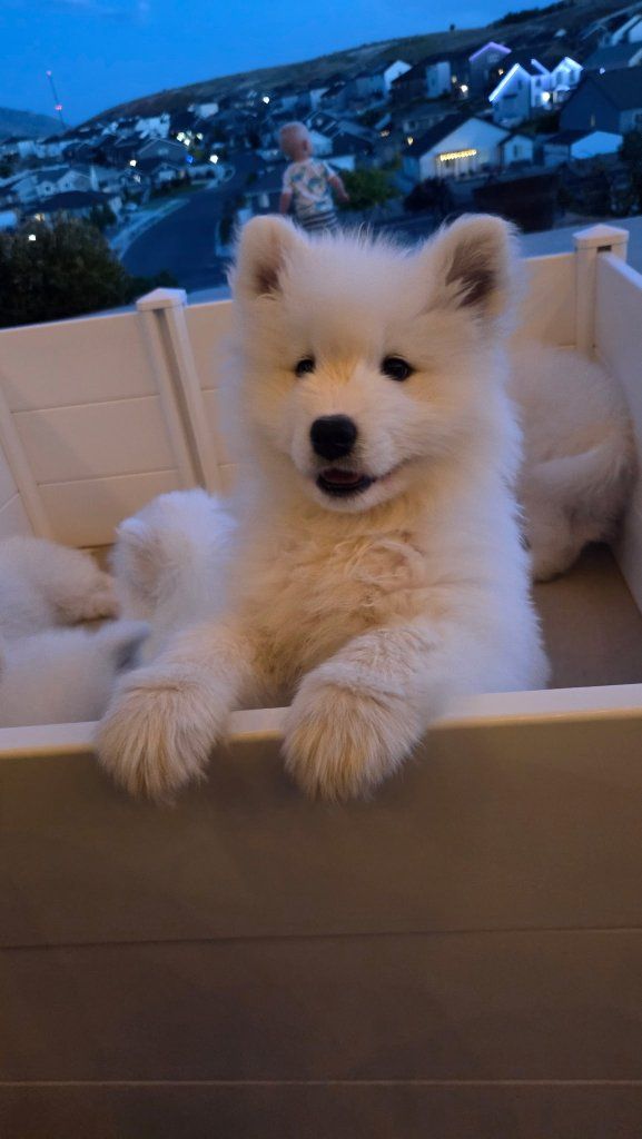 Champion Bloodline AKC Samoyed Puppies - 1 Male, 3 Females left