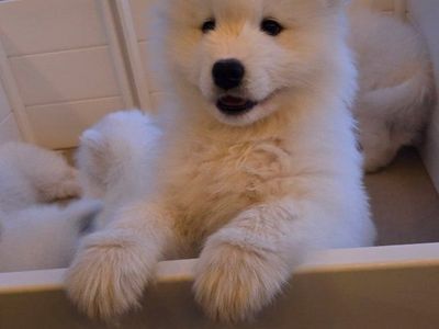 Champion Bloodline AKC Samoyed Puppies - 1 Male, 3 Females left