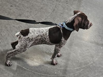 German Shorthaired Pointer Puppy