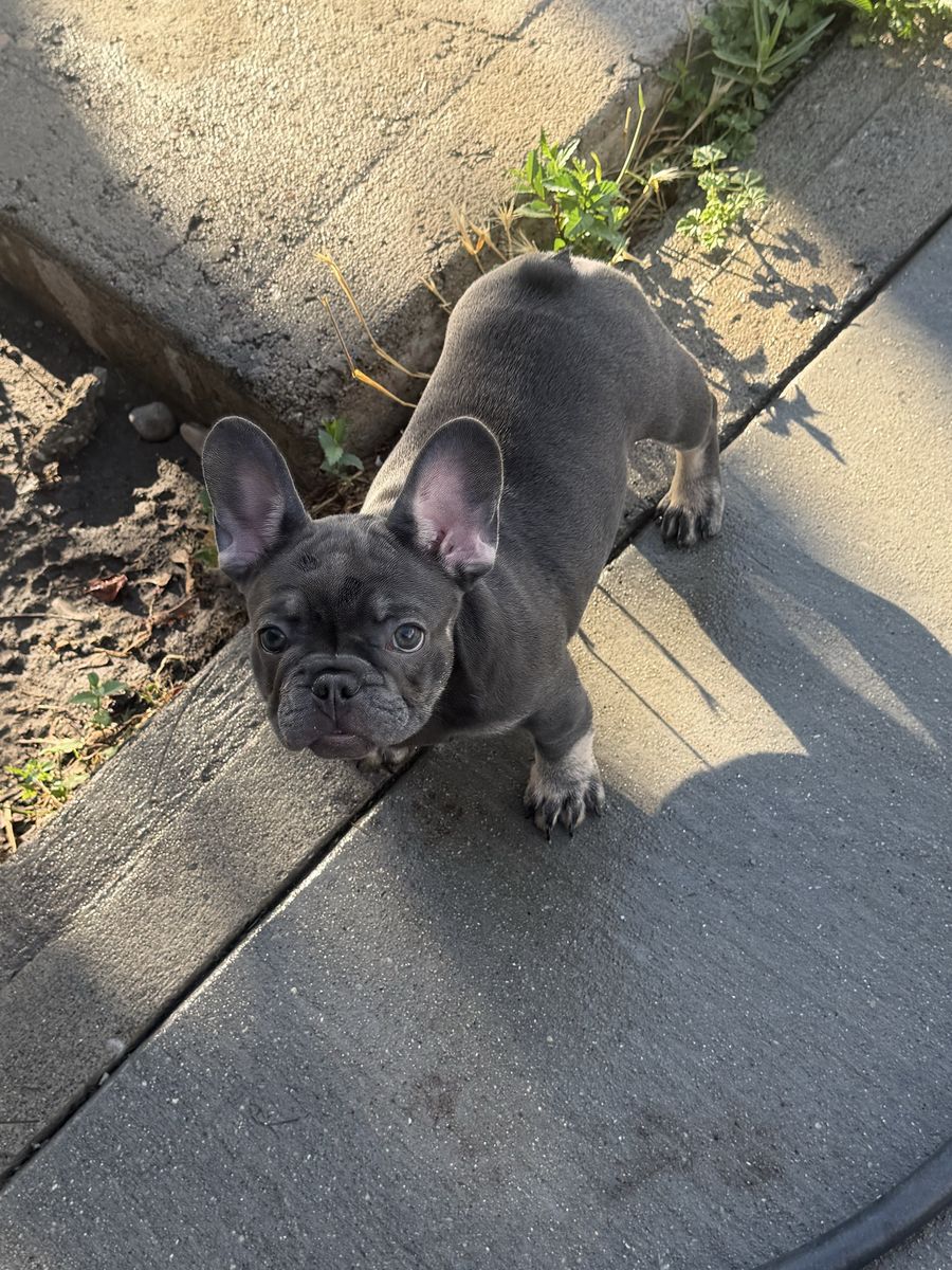 French Bulldog Puppy - Blue / Grey