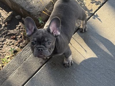 French Bulldog Puppy - Blue / Grey